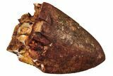 Serrated, Fossil Phytosaur (Redondasaurus) Tooth - New Mexico #219340-1